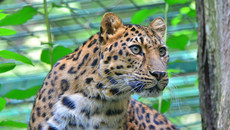 Amur-Leopard_2.jpg
